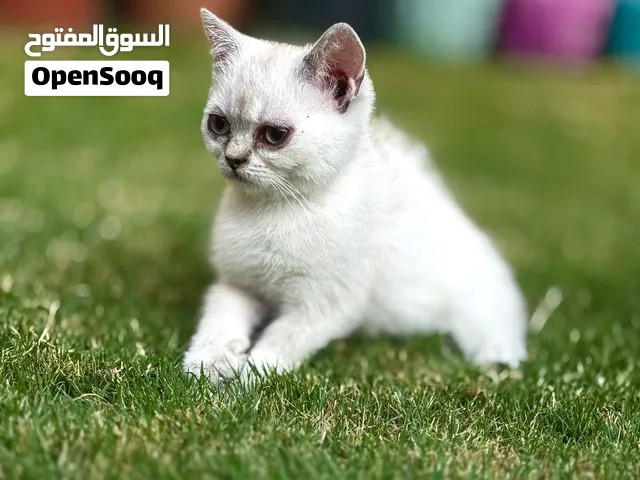سكوتش ستريد سلفر فضي ذيل اسود وكفوف اسود ذكور العمر .شهرين ونص