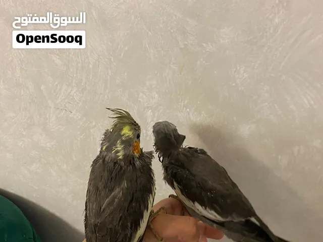 كوكتيل حبتين متعودين ع الغر و متعودين ع اليد و يوم يشوفون الأكل يطيرون و أين فوق الرأس و الكتف