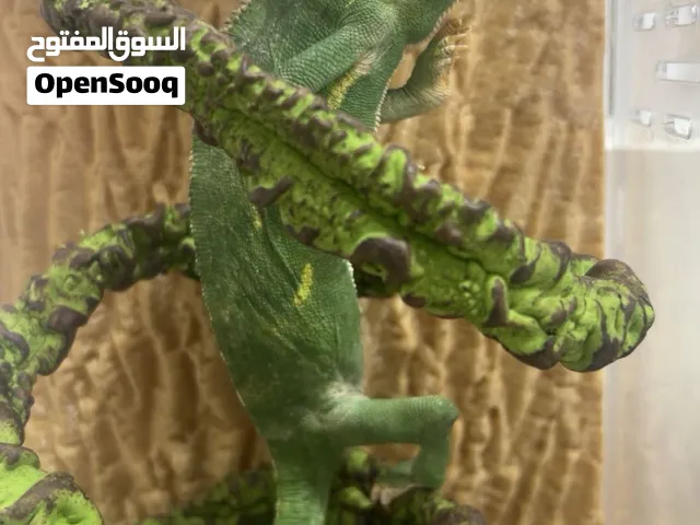 حرباء للبيع