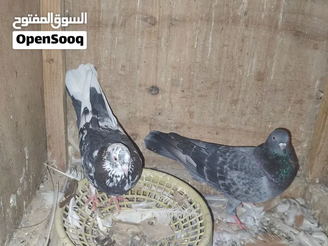 مجموعة حمام كلمن وسعره اقره الوصف