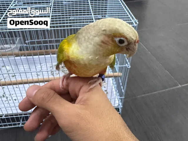 كنيور اناناس