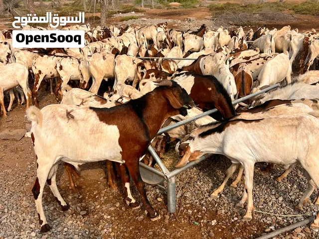 تيوس اثيوبيه الحجم الكبير