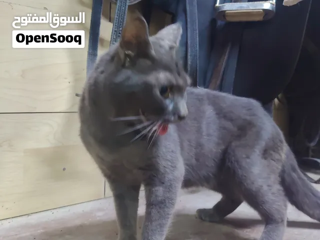 قطوة نصيفة هملايا