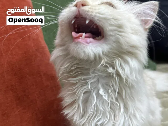 قطة مكس شيرازي وتركش انجورا