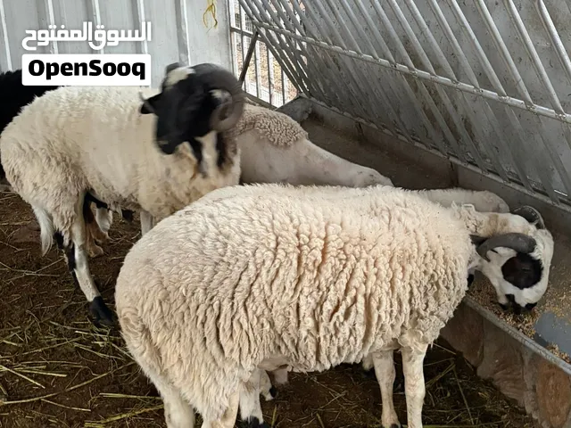 كبشين قبرصيات بيور ( فحول )التفاصيل في الوصف