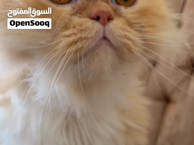 قط ذكر شيرازي فرنسي مستعجل