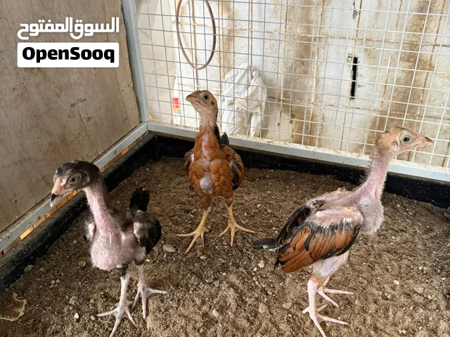 ديكه ودجاج بنجابي كراس سندي