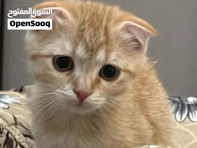 قطط لتبني #
