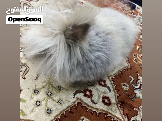 للبيع أرنب Lionhead ب 25 دينار