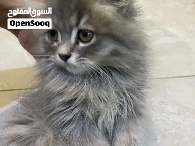قطة بنت العُمر شهرين رمادي