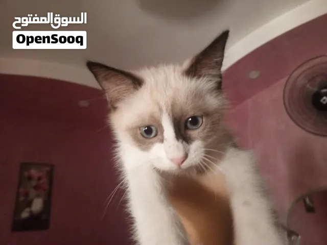 ذكر للتبني عمرو شهرين ونص