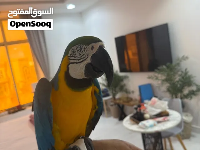 مكاو بلو اند قولد اليف ومتكلم بطلاقة السعر 5500