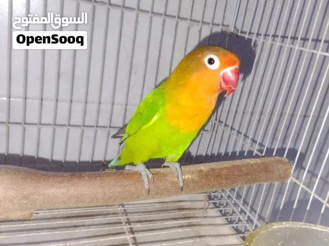 طير حب انثى