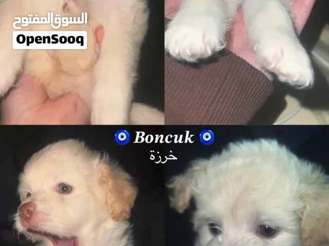 أنثى كيوت للبيع – عيون خضر وفرو منفوش!