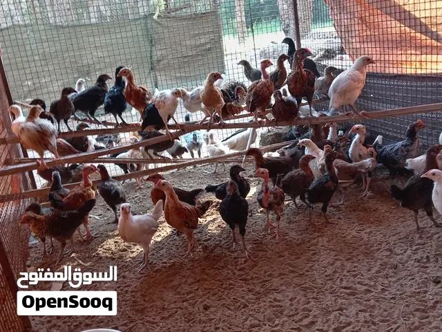 البيع دجاج العمر شهر و 10 ايام توصل على الواتس اب