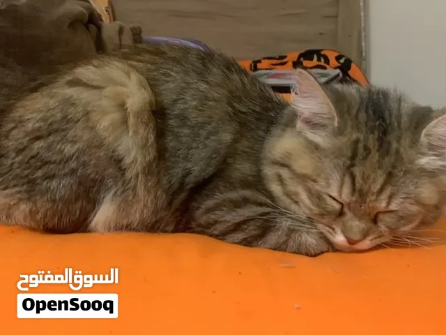 For adoption