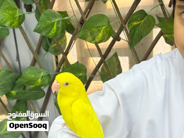 بغبغاء الدره اليفه وماتعض