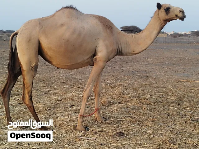 مدني للبيع