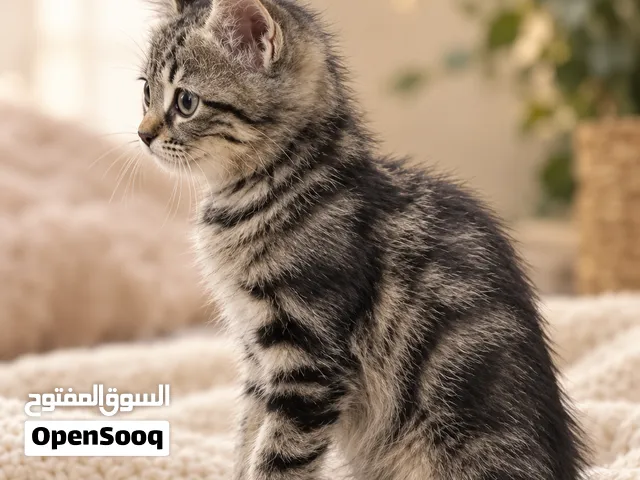 قط صغير بنقش تاببي جميل للبيع - أليف ونشيط