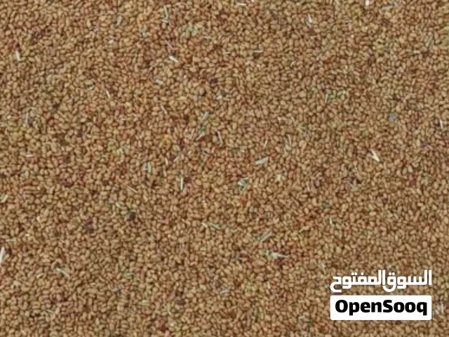 بذر قت عماني عمر القت 3 سنوات