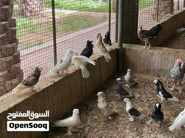 حمام زينه منوع