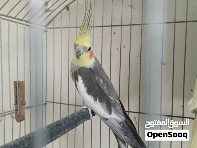 دكر كوكتيل حبشي سنة وشهرين للبيع