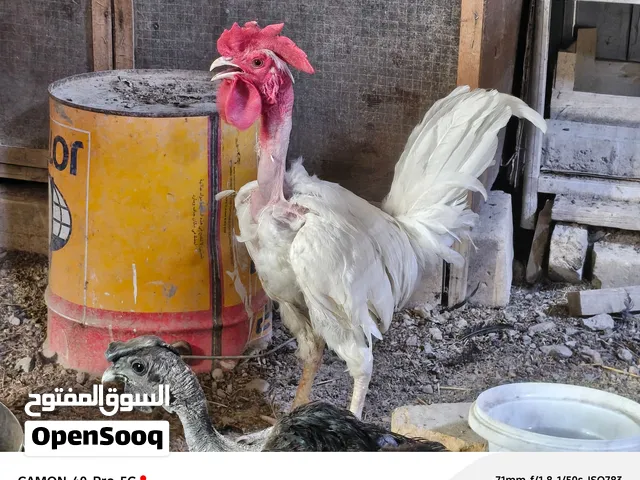 دجاج ابو ركيبة