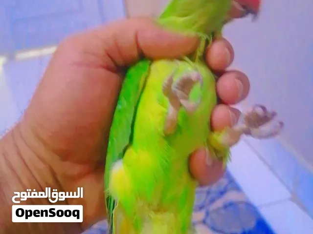 طيور باتجي محلي+دره اليف