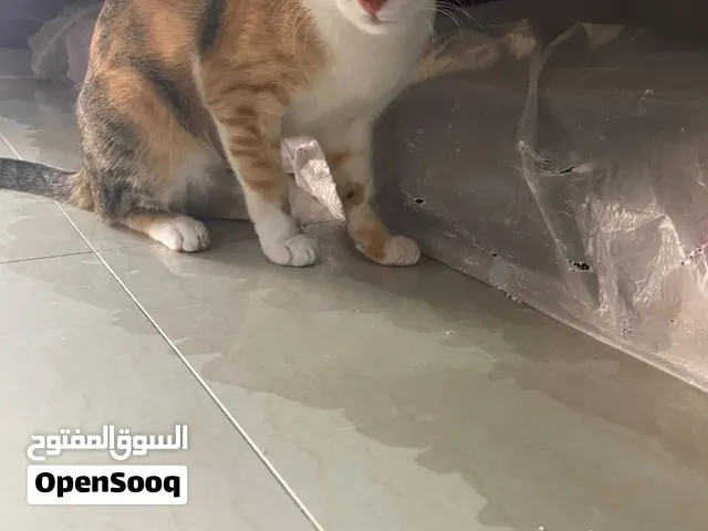 قطة للتبني 11 شهر و متطعمه