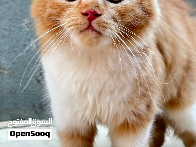 قط شيرازي لبييع حاجة تبارك الرحمن يبي من يهتم