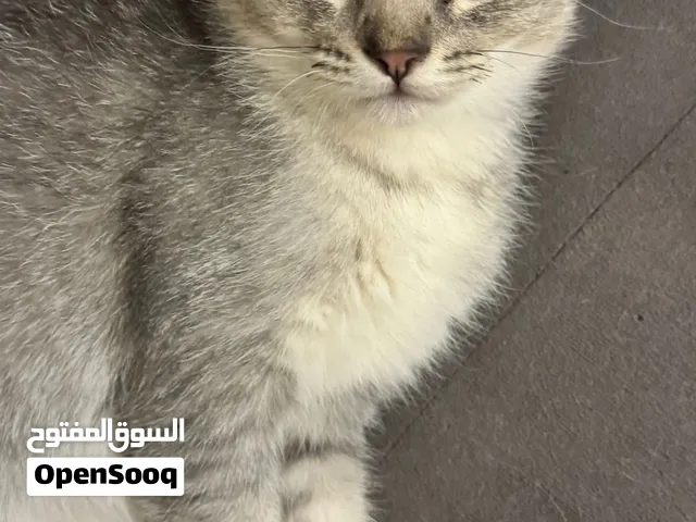 قط سكوتش دبل فولد للبيع