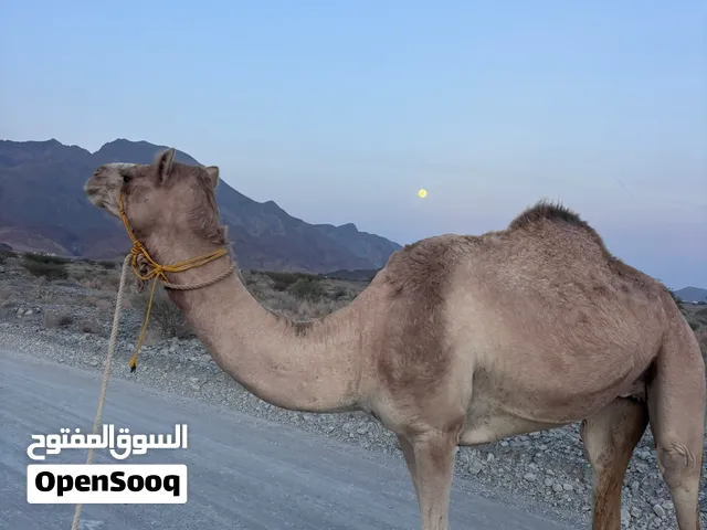 Camel 4 Years