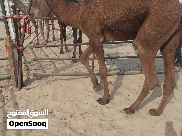 للبيع قعدان محليه فاخره شي يجمل يوجد خدمة توصيل لجميع مناطق الكويت