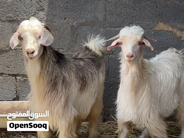 تيوس عدد 2