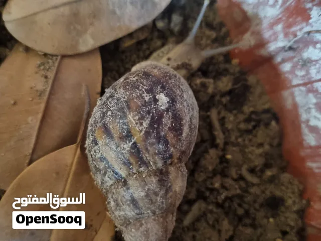 بيع حلزون افريقي كبير