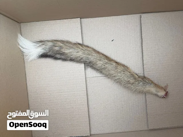 للبيع ذيل العوس