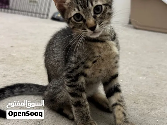 Kittens Looking for Loving Homes
