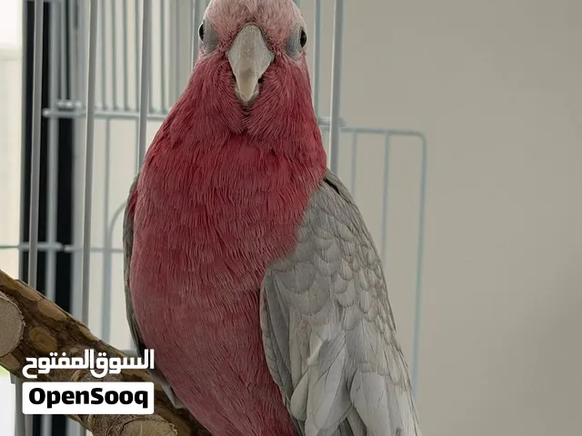 ببغاء كوكاتو قالا أليف، لعوب وصحة ممتازه cockatoo galah