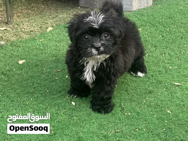 Maltipoo male