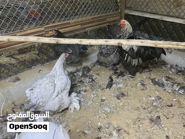 للبيع دجاج البراهما