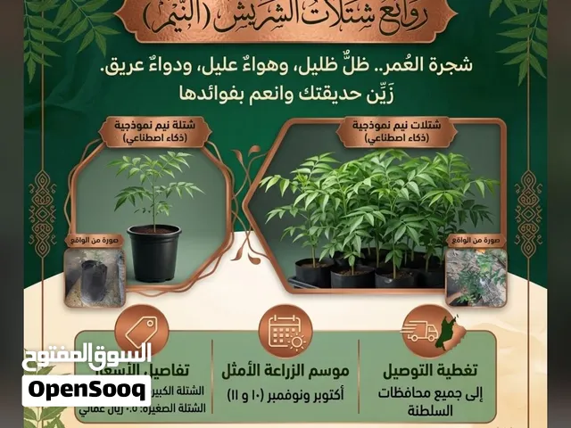 شتلات شريش