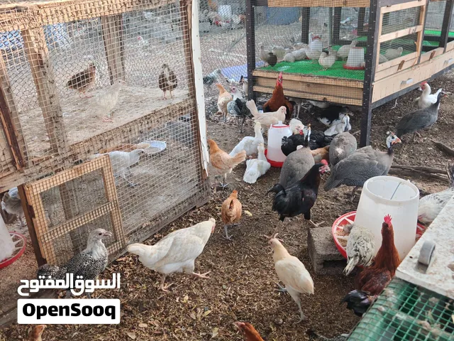 Chicken Sale 10/25/30dhs