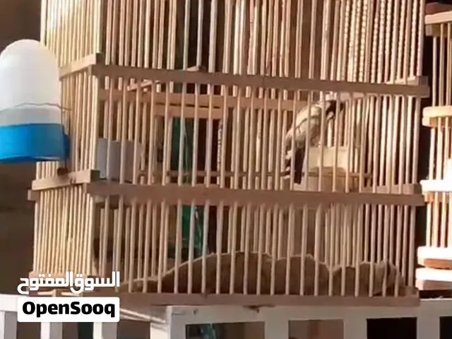 بلبل ربه ياكل من اليد حلو مراوس بطور وحشي يكون بلبل قوي بل قرايه