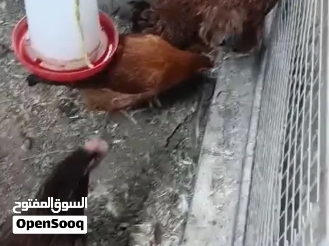 دجاج فرنسي عسلي بيور