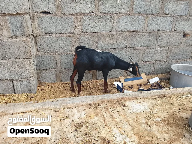 حلال عمان الخير