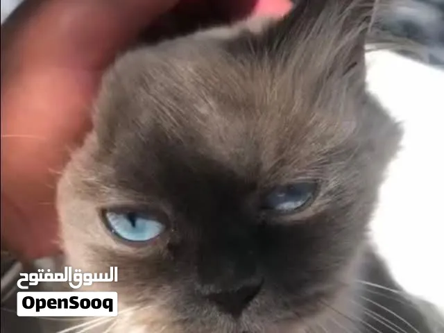 قطه انثى سيامي هملايا للبيع