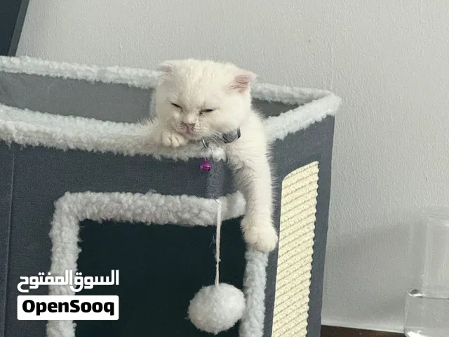 سكوتش 3اشهر عامل كل تلقيح وجواز السفر