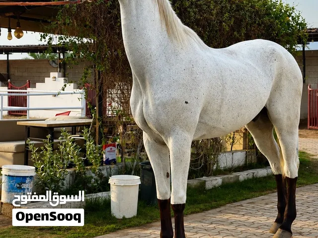Horse for sale