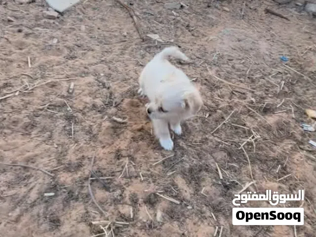 كلب شيواوا لون ابيض