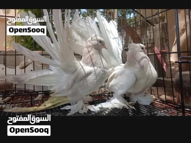 حمام هنداوي للبيع